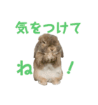 たれみみうさぎの家族で日常スタンプ（個別スタンプ：10）