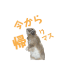 たれみみうさぎの家族で日常スタンプ（個別スタンプ：11）