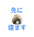 たれみみうさぎの家族で日常スタンプ（個別スタンプ：12）