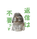 たれみみうさぎの家族で日常スタンプ（個別スタンプ：14）