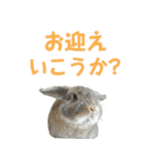 たれみみうさぎの家族で日常スタンプ（個別スタンプ：15）