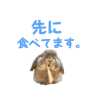 たれみみうさぎの家族で日常スタンプ（個別スタンプ：16）