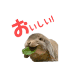 たれみみうさぎの家族で日常スタンプ（個別スタンプ：17）
