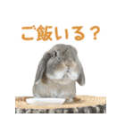 たれみみうさぎの家族で日常スタンプ（個別スタンプ：19）