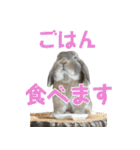 たれみみうさぎの家族で日常スタンプ（個別スタンプ：20）