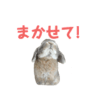 たれみみうさぎの家族で日常スタンプ（個別スタンプ：21）