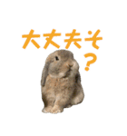 たれみみうさぎの家族で日常スタンプ（個別スタンプ：23）