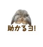 たれみみうさぎの家族で日常スタンプ（個別スタンプ：24）