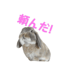 たれみみうさぎの家族で日常スタンプ（個別スタンプ：25）