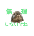 たれみみうさぎの家族で日常スタンプ（個別スタンプ：26）