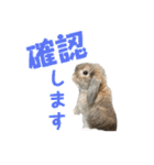 たれみみうさぎの家族で日常スタンプ（個別スタンプ：28）