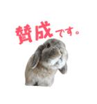 たれみみうさぎの家族で日常スタンプ（個別スタンプ：29）