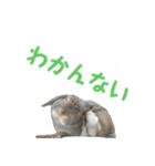 たれみみうさぎの家族で日常スタンプ（個別スタンプ：30）