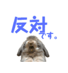 たれみみうさぎの家族で日常スタンプ（個別スタンプ：31）