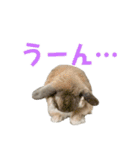 たれみみうさぎの家族で日常スタンプ（個別スタンプ：32）