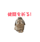 たれみみうさぎの家族で日常スタンプ（個別スタンプ：33）