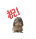 たれみみうさぎの家族で日常スタンプ（個別スタンプ：37）
