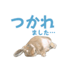 たれみみうさぎの家族で日常スタンプ（個別スタンプ：38）