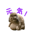 たれみみうさぎの家族で日常スタンプ（個別スタンプ：39）