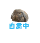 たれみみうさぎの家族で日常スタンプ（個別スタンプ：40）