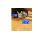 サバ色の猫（個別スタンプ：2）