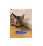 サバ色の猫（個別スタンプ：3）