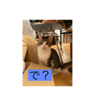 サバ色の猫（個別スタンプ：4）