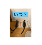 サバ色の猫（個別スタンプ：5）
