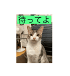 サバ色の猫（個別スタンプ：7）
