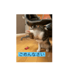 サバ色の猫（個別スタンプ：8）