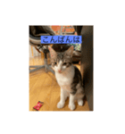 サバ色の猫（個別スタンプ：9）