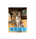 サバ色の猫（個別スタンプ：10）