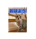 サバ色の猫（個別スタンプ：11）