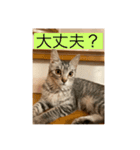 サバ色の猫（個別スタンプ：12）