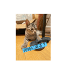 サバ色の猫（個別スタンプ：13）