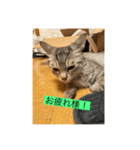サバ色の猫（個別スタンプ：14）