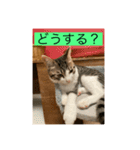 サバ色の猫（個別スタンプ：15）