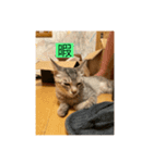 サバ色の猫（個別スタンプ：16）