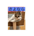 サバ色の猫（個別スタンプ：18）