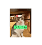 サバ色の猫（個別スタンプ：19）