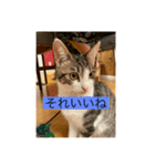 サバ色の猫（個別スタンプ：20）