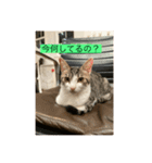サバ色の猫（個別スタンプ：21）