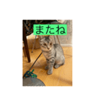 サバ色の猫（個別スタンプ：22）
