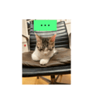 サバ色の猫（個別スタンプ：23）