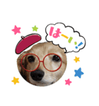 犬のワンワンすたんぷ（個別スタンプ：1）