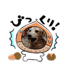 犬のワンワンすたんぷ（個別スタンプ：5）