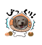 犬のワンワンすたんぷ（個別スタンプ：6）