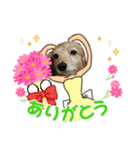 犬のワンワンすたんぷ（個別スタンプ：11）