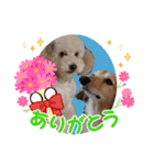犬のワンワンすたんぷ（個別スタンプ：12）
