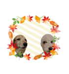 犬のワンワンすたんぷ（個別スタンプ：13）